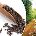 Black pepper