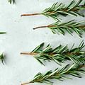 rosemary sprig