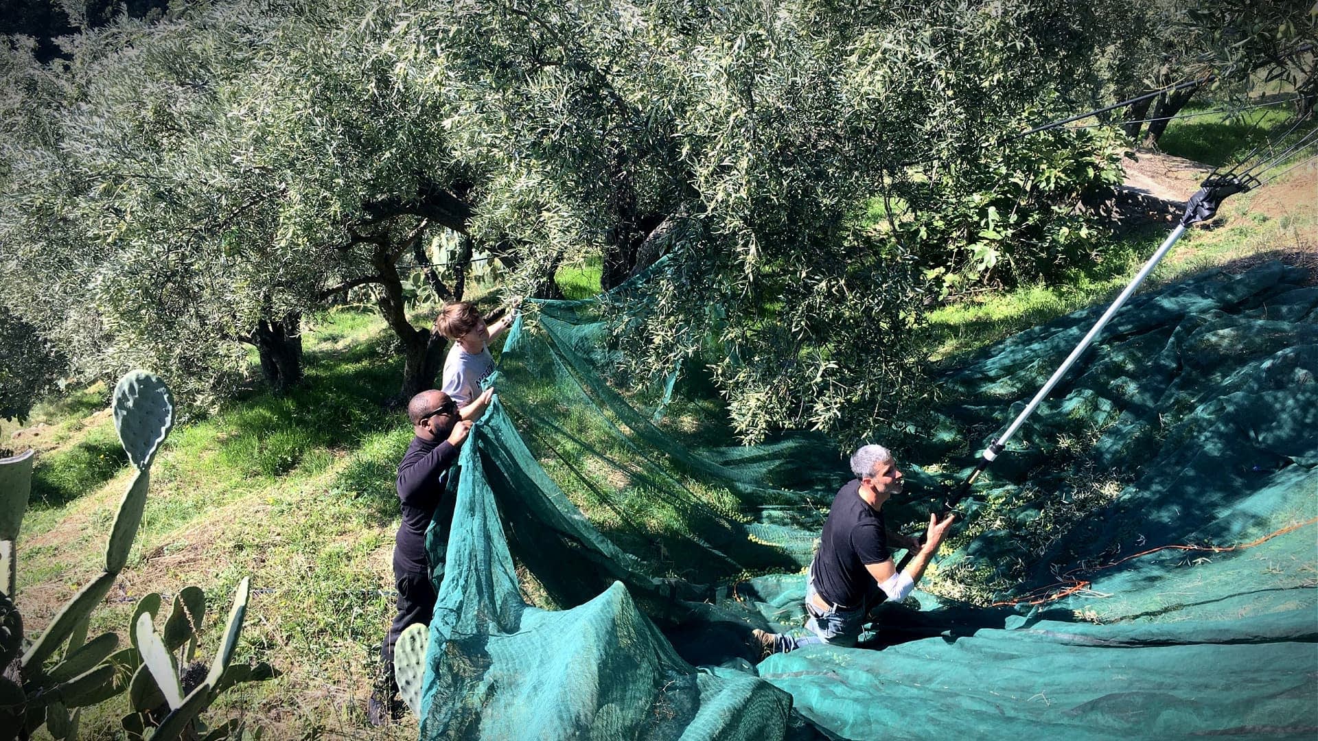 Italian olive harvest
