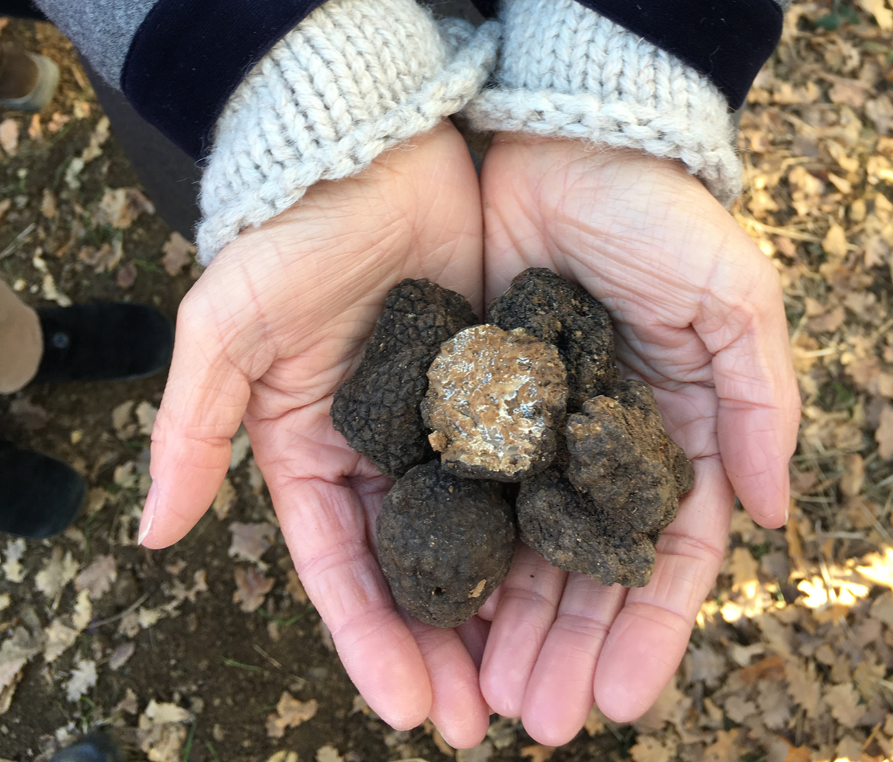 Italian truffle hunting experience
