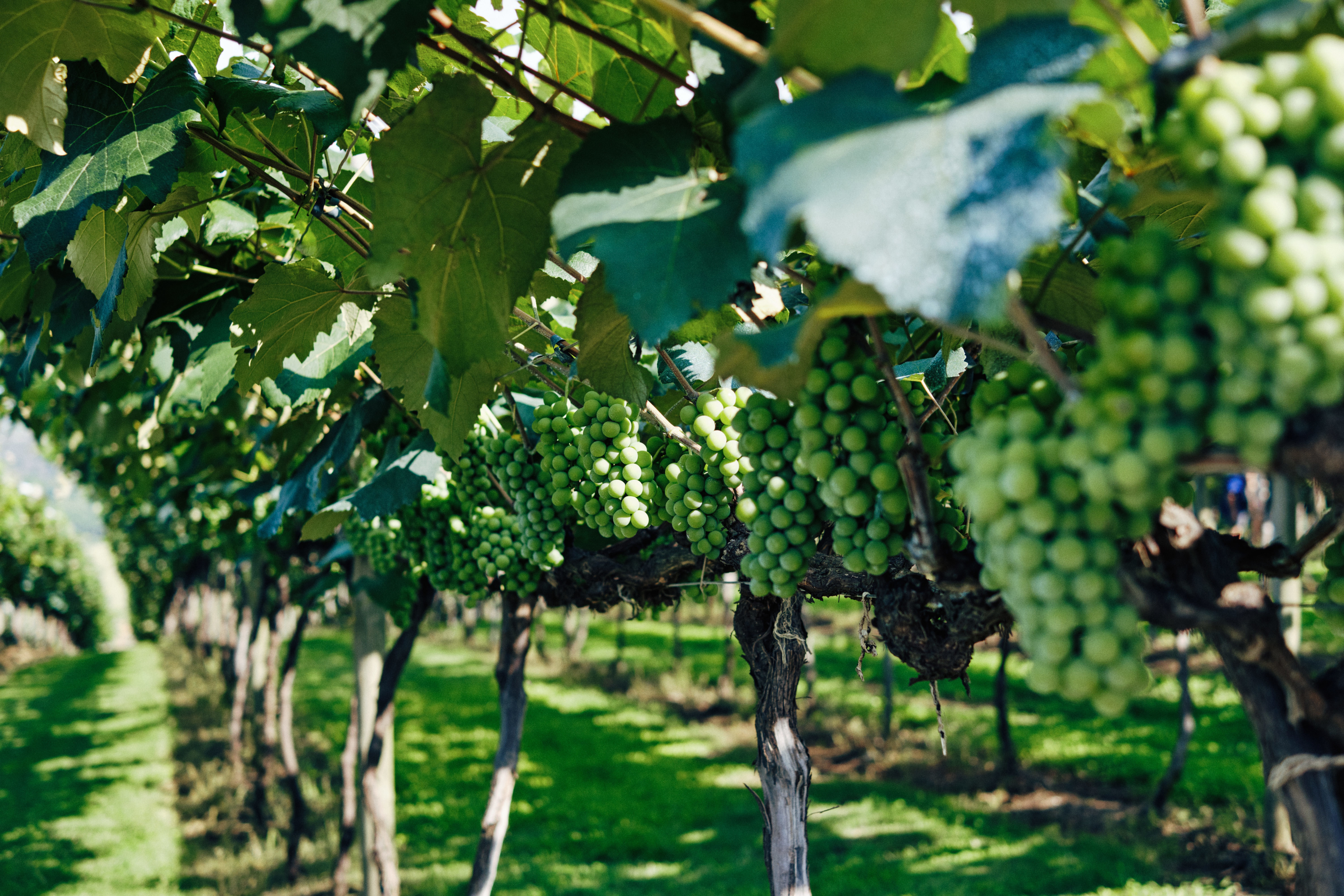 Italian vineyard grape harvest