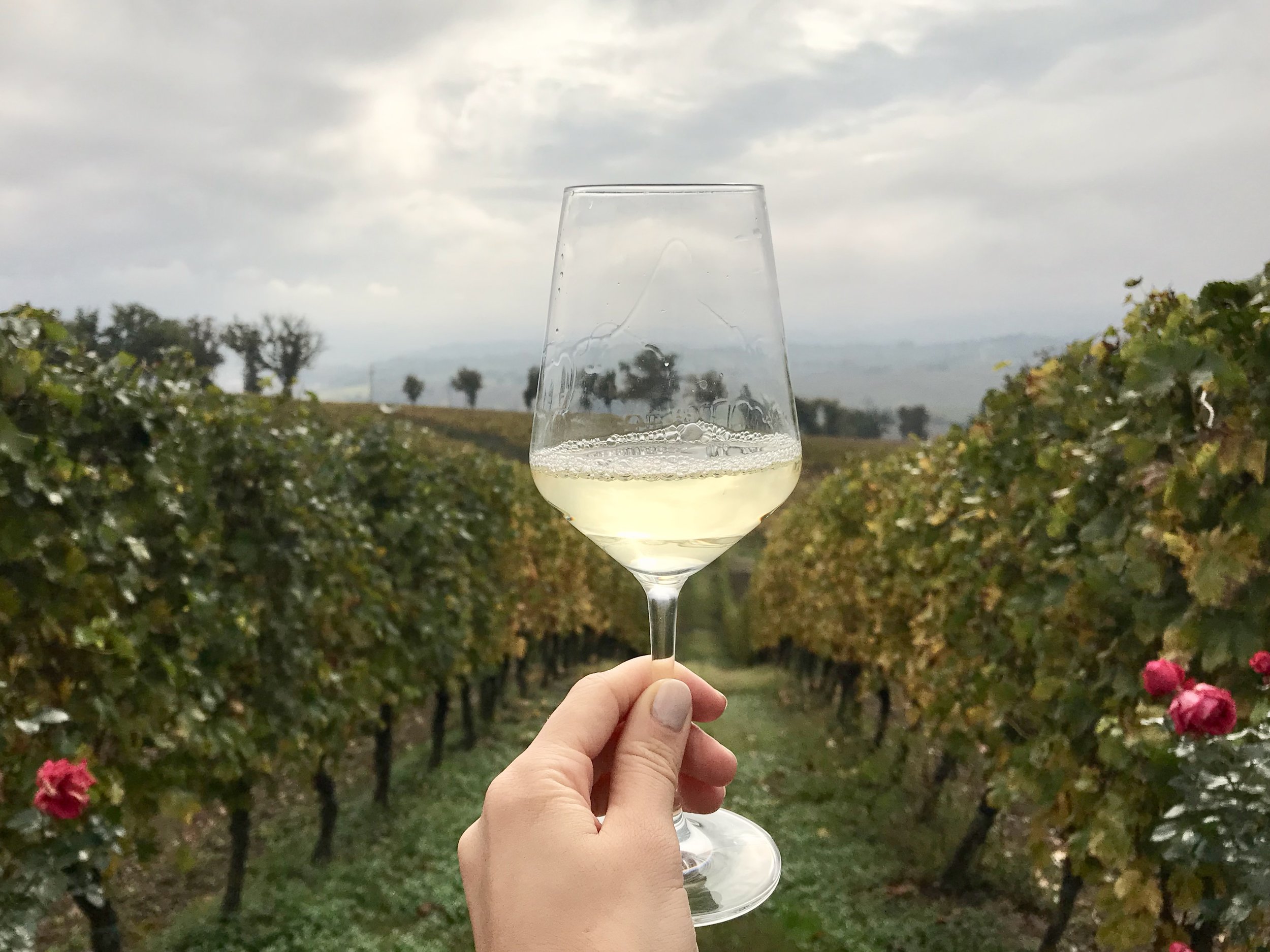 Italian vineyard wine tasting