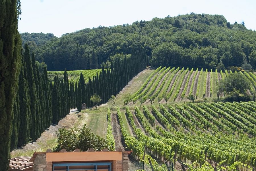 Panoramic view of sunlit vineyards in Tuscany, Italy